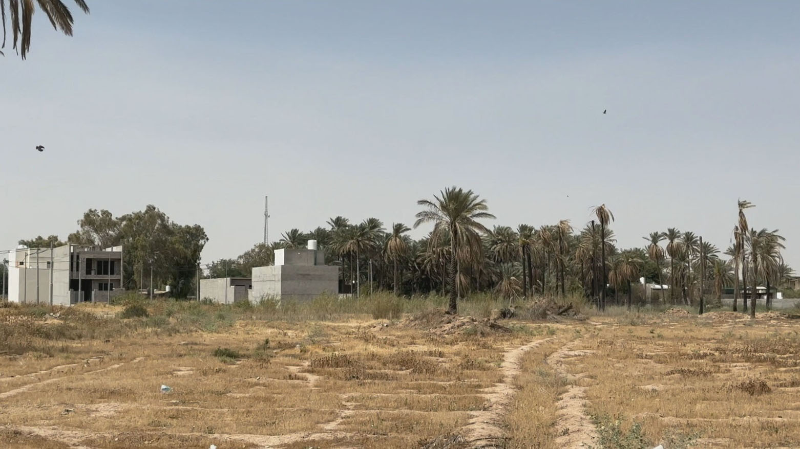 بساتين ديالى تلفظ أنفاسها الأخيرة.. نقص المياه والحرارة المرتفعة يهددان إرثاً زراعياً عمره عقود