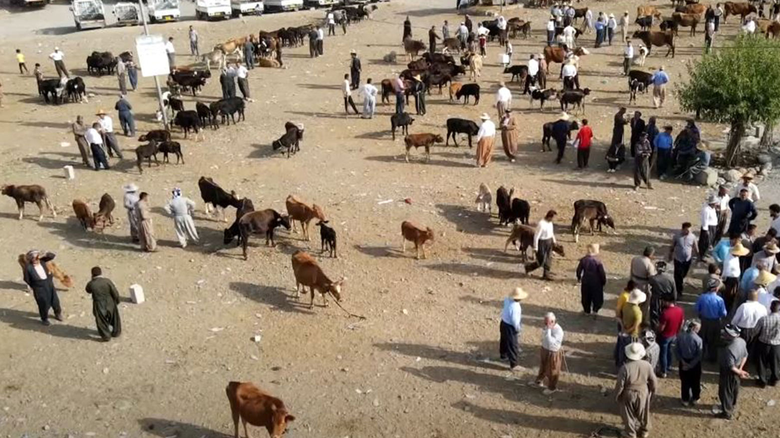 نرخی ئاژەڵی قوربانی دابەزیووە