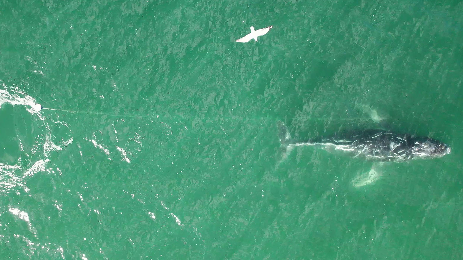 فرق متخصصة تحاول إنقاذ حوت عالق في حبل على الساحل الشرقي لأستراليا