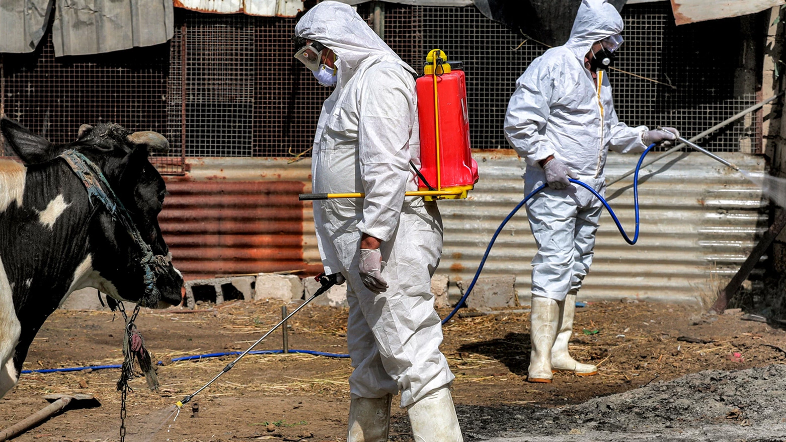 A medical team from Iraq's Health Ministry veterinarian department carries on a disinfection campaign. (Photo: AFP)