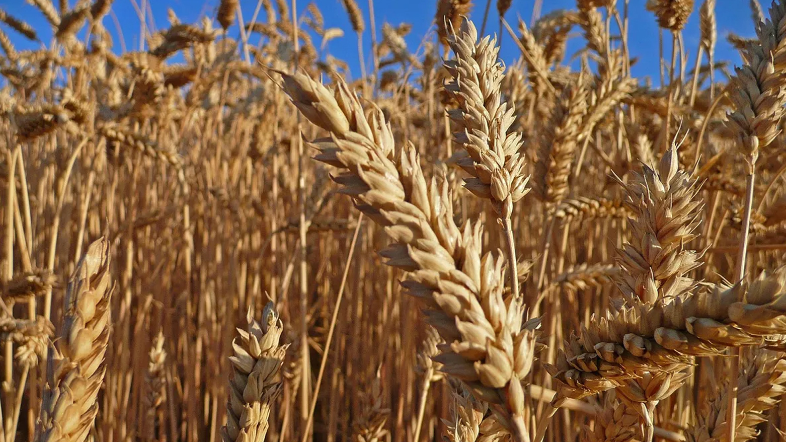 دراسة تؤكد أن إنتاجية القمح والأرزّ ستنخفض حتى لو تكيفت الزراعة مع الاحترار