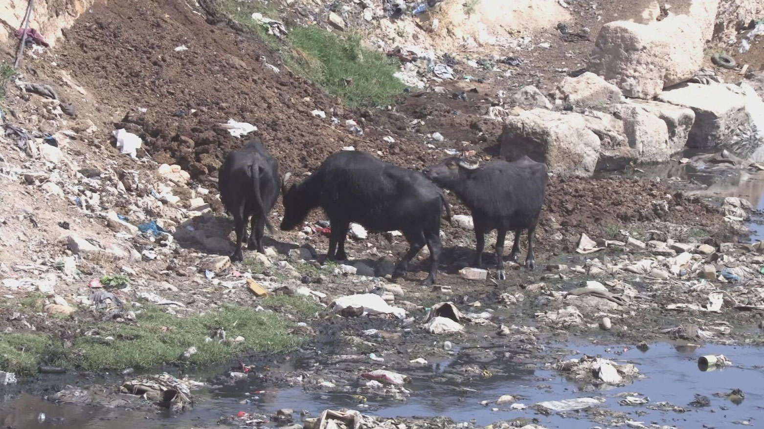 الجفاف وغياب الدعم يهددان تربية الجواميس بـ(روژ آفا) كوردستان سوريا