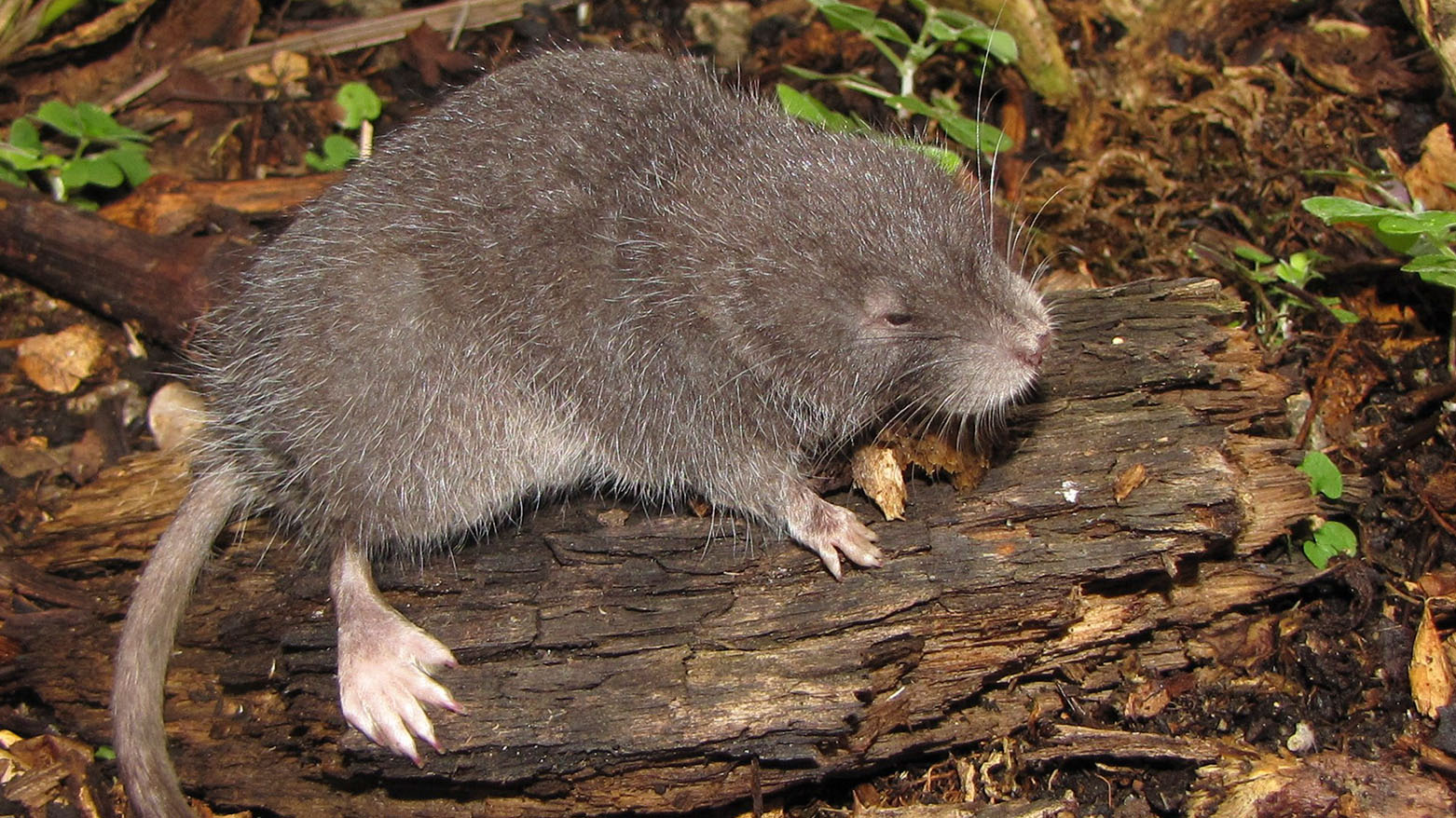 اكتشاف نوع جديد من القوارض شبه المائية في ماتشو بيتشو