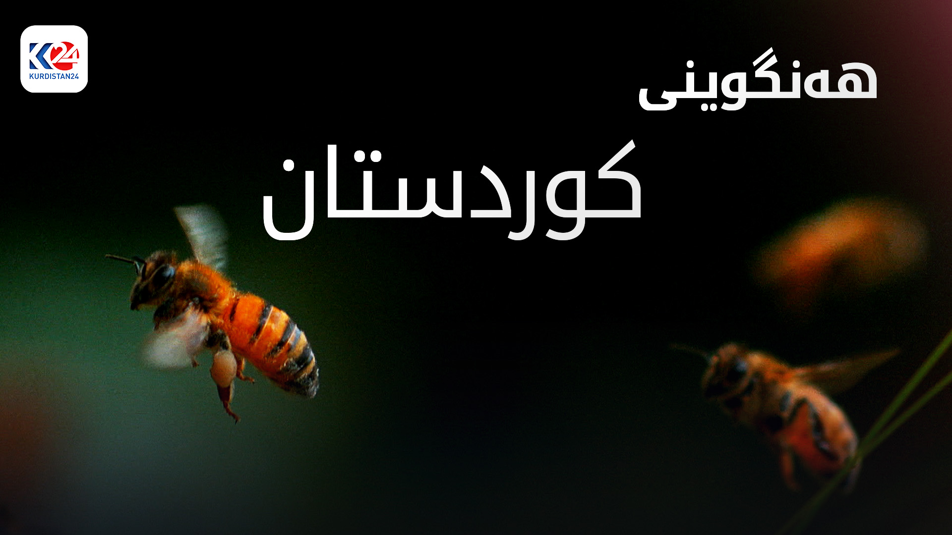 هەنگەوانی لە کوردستان