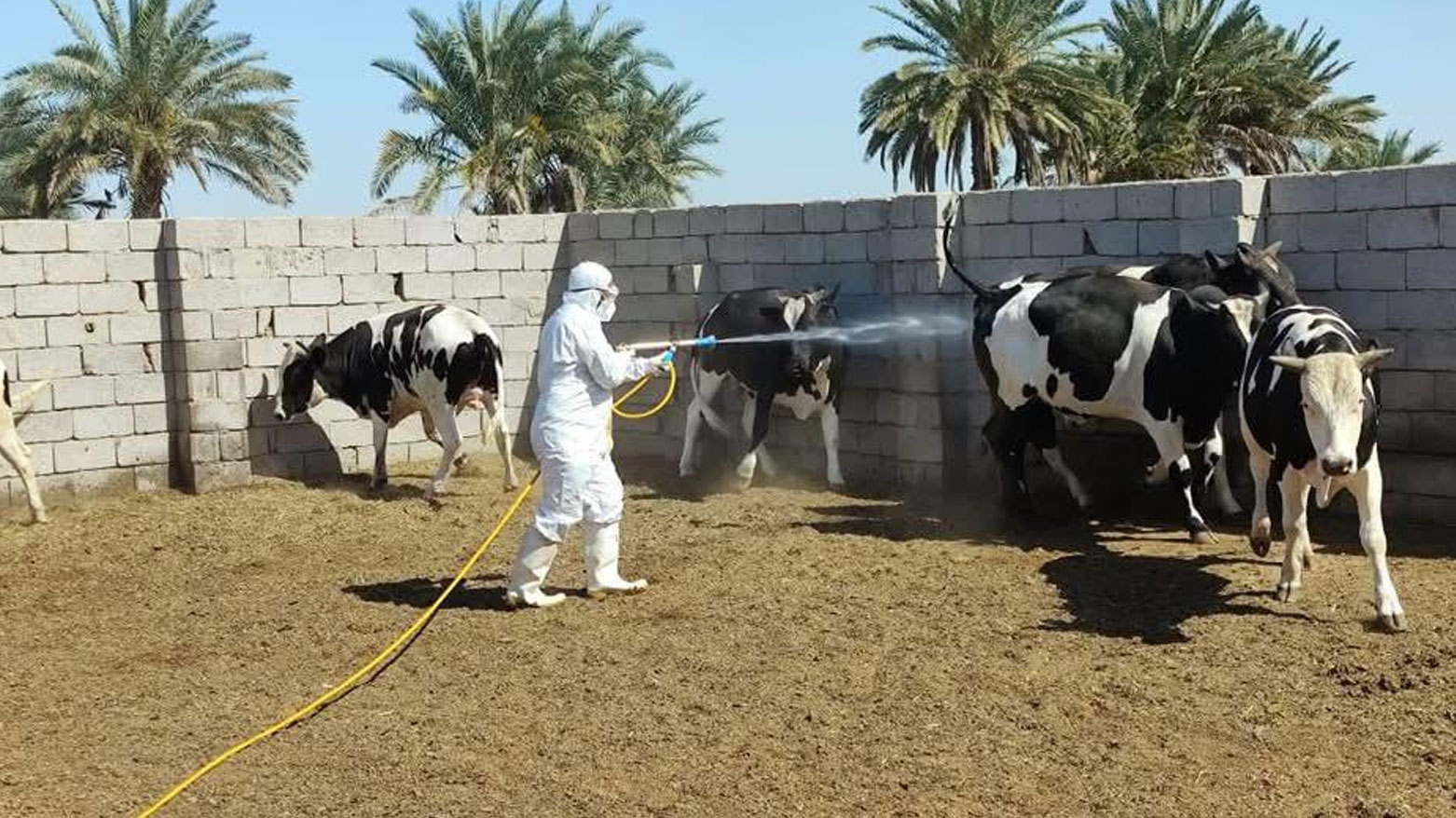 Basra'da yedi yeni Hemorajik ateş vakası bildirildi