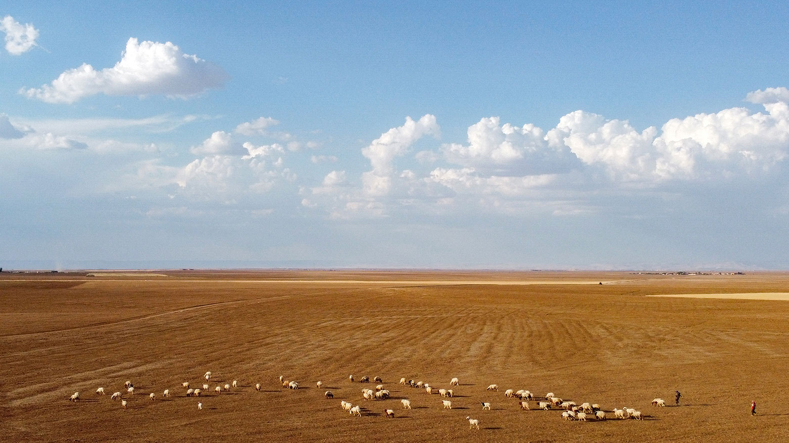 This aerial view shows a flock of sheep grazing in a field on the outskirts of Qamishli in northeastern Syria (Rojava), on June 3, 2025. (Photo: AFP)
