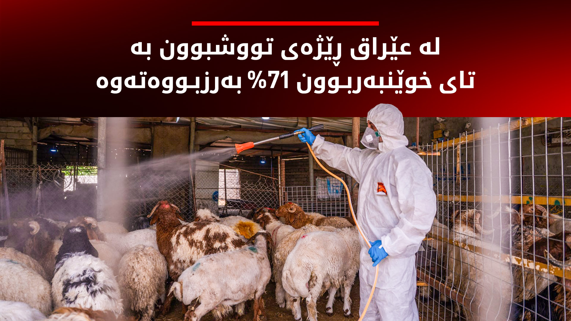 عێراق..ڕێژەی تووشبوون بە تای خوێنبەربوون بۆ 71% بەرزبووەتەوە
