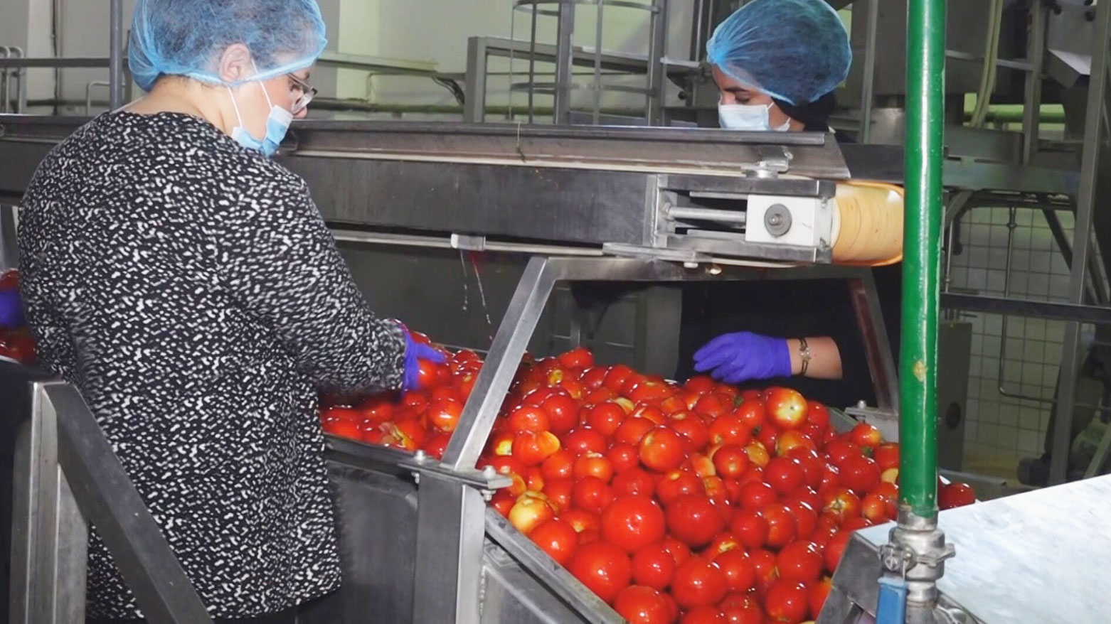 Two workers sorting and cleaning tomato in Kurdistan Region's Harir tomato paste factory. (Photo: Kurdistan24)