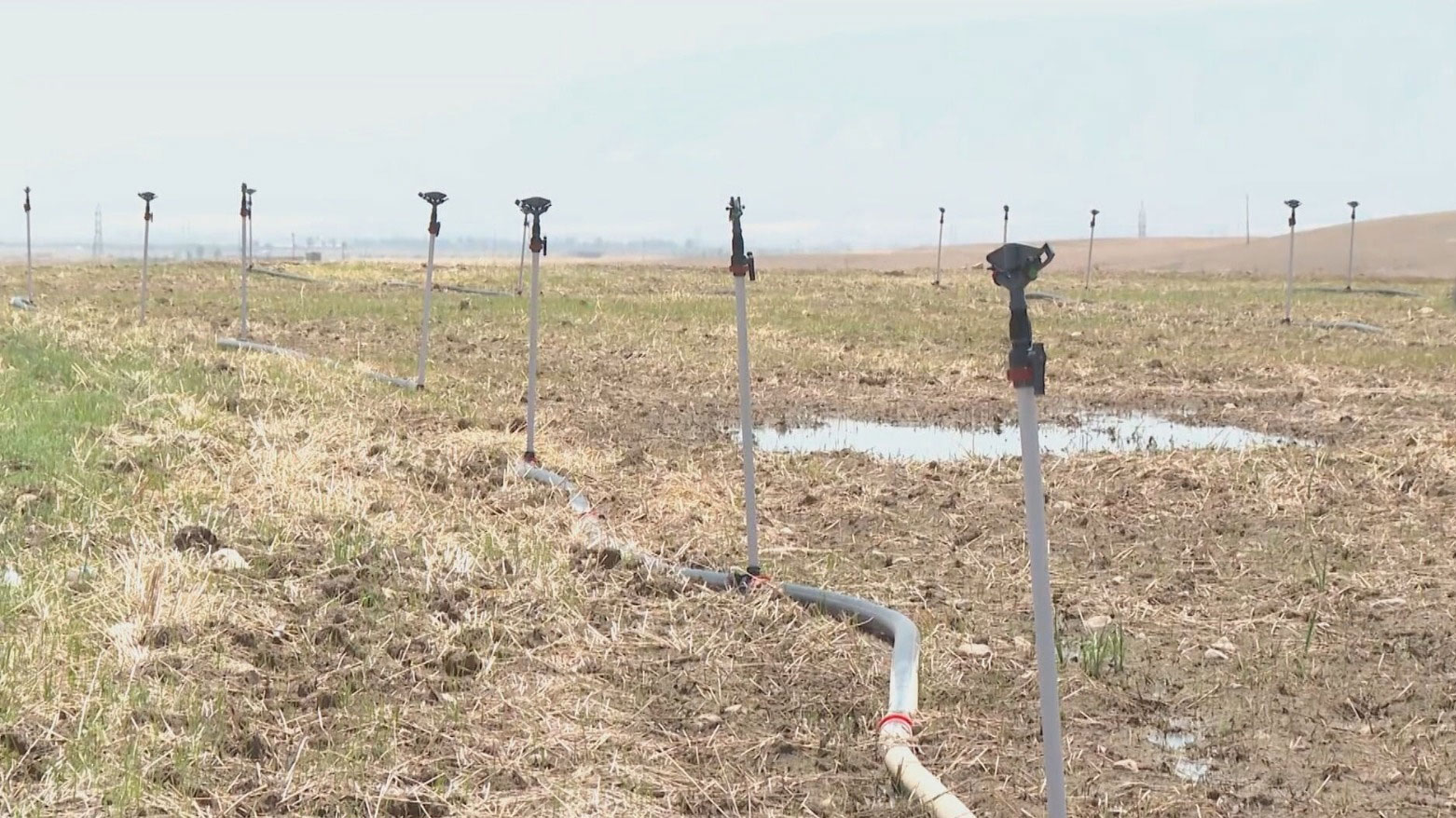 Ahmed Amin's rice field uses a wheat-like method with sprinkler irrigation. (Photo: Kurdistan24)