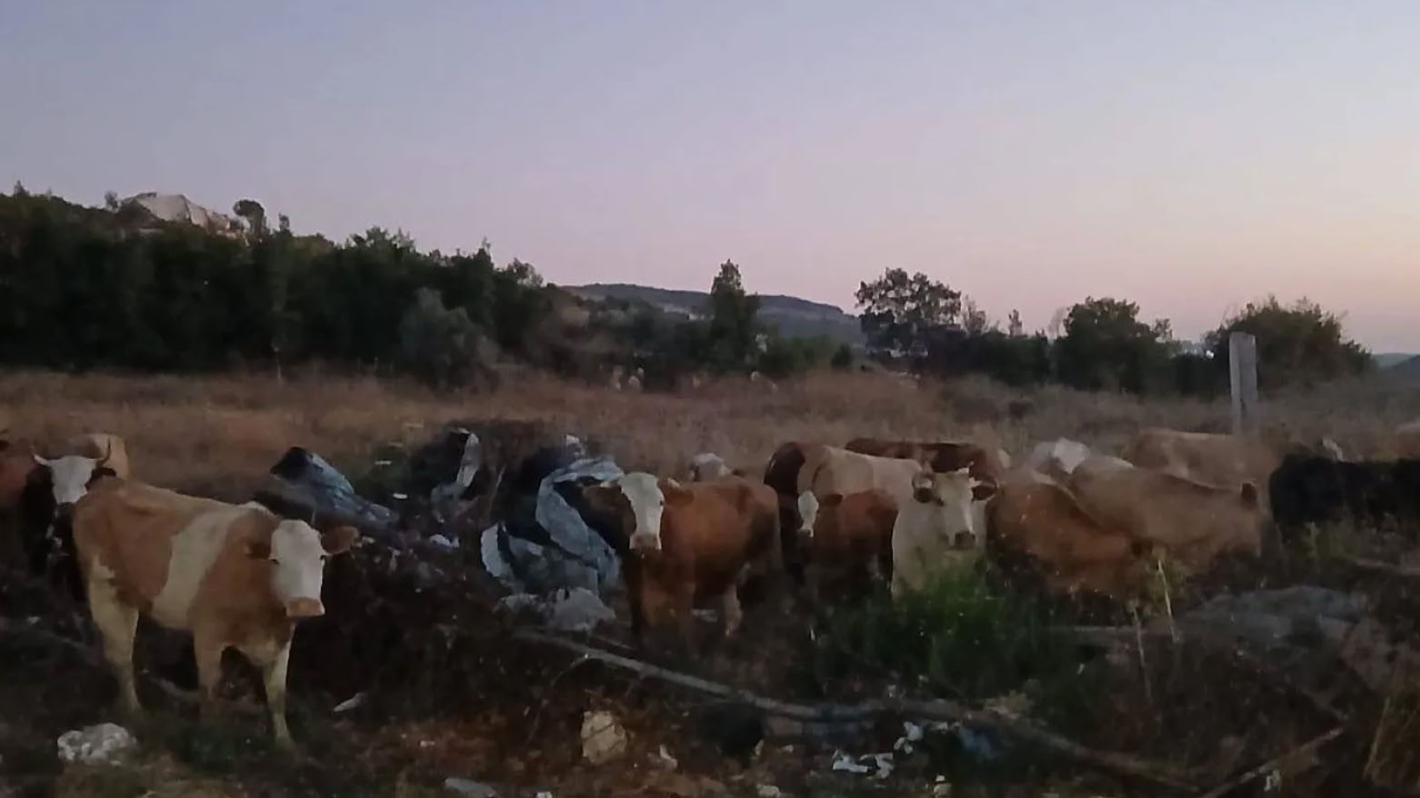 صحيفة: تحذيرات من أبقار إسرائيلية "ملوثة جرثومياً" دخلت الأراضي اللبنانية