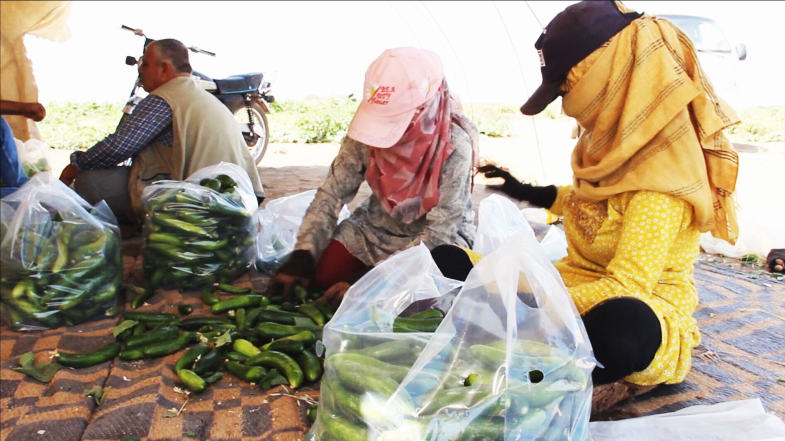 غياب الدعم وارتفاع التكاليف يدفع مزارعي غرب كوردستان إلى تقليص الإنتاج الزراعي