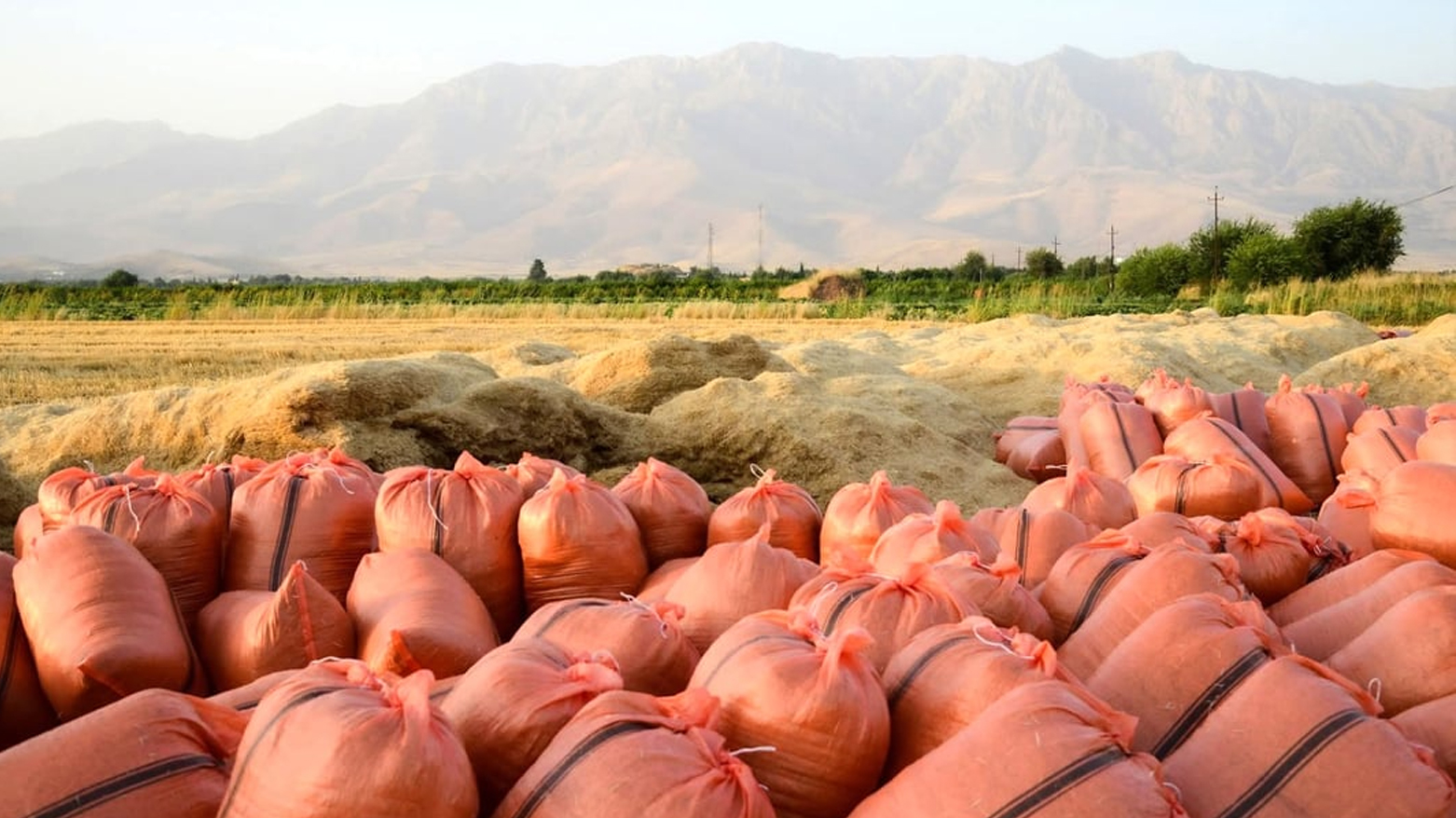 کشتوکاڵی هەولێر: بەهۆی کەمبارانییەوە نرخی 'کا' بەرز بووەتەوە