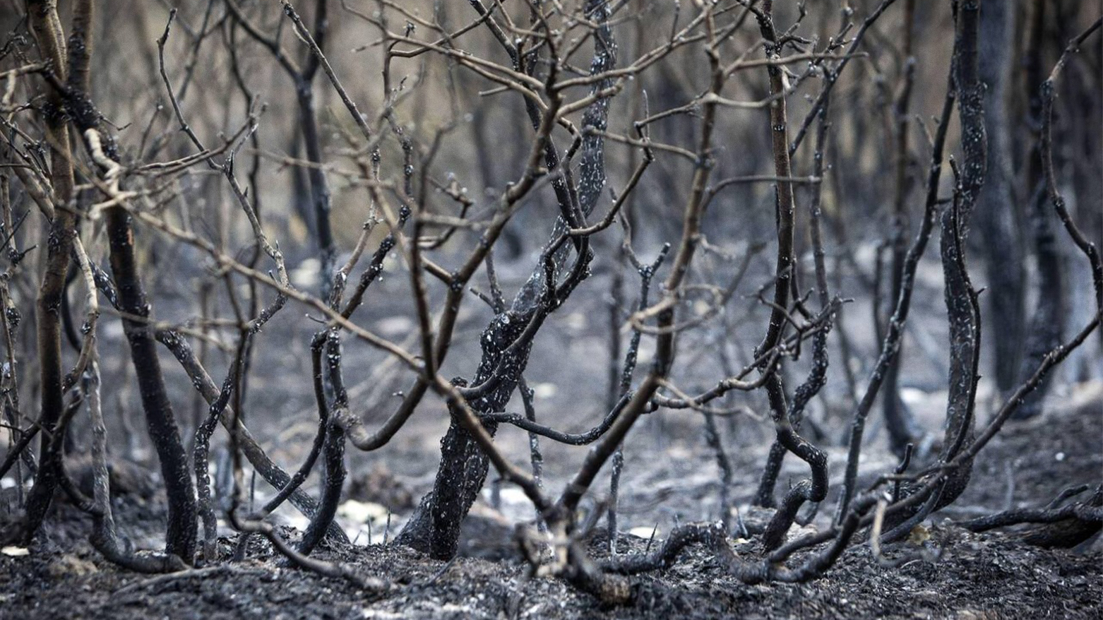 Burnt trees are seen outside Marivan city, western Iran, on Sept. 3, 2018. (Photo: Iranian Media)