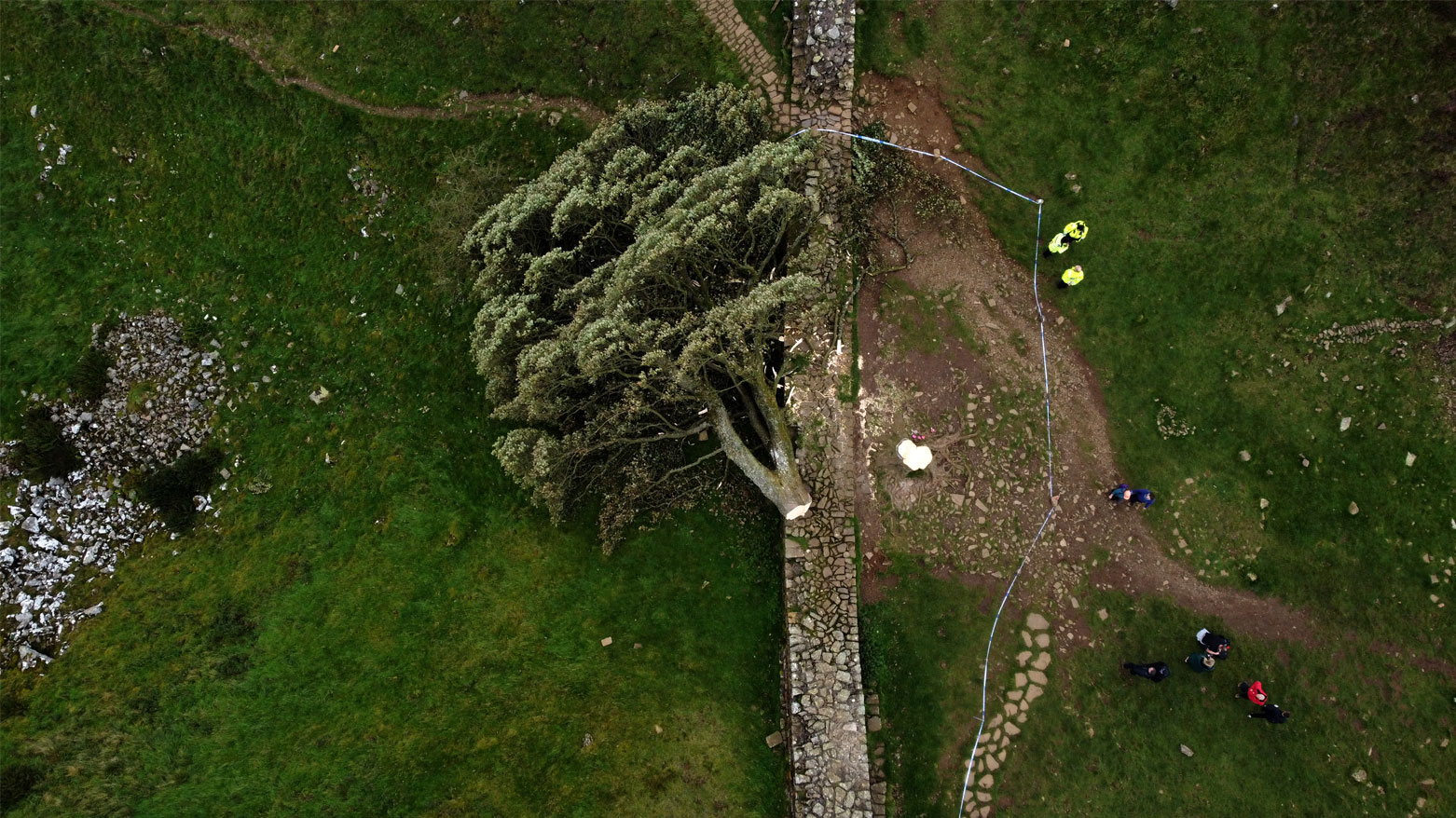 السجن أكثر من 4 أعوام لرجلين قطعا شجرة شهيرة في المملكة المتحدة