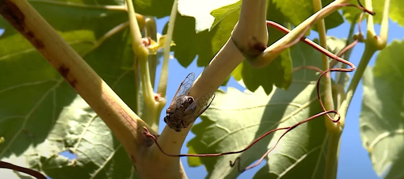 مێرووی سیکادا زیانی بە باخەکانی چەند گوندێکی زاوێتە گەیاندووە