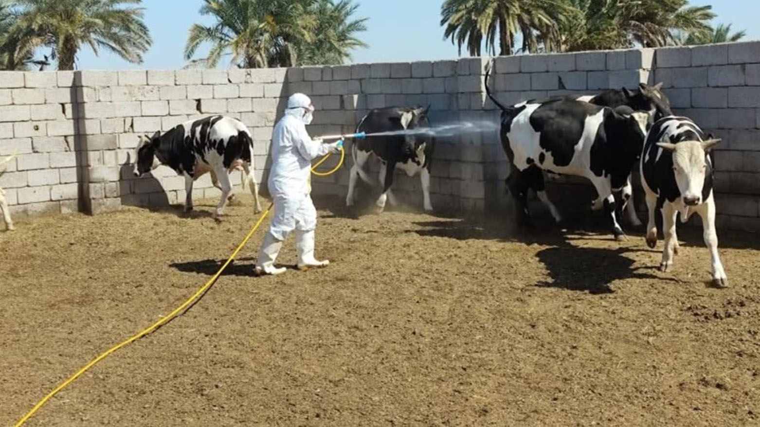 الصحة العراقية تعلن تسجيل حالتي وفاة و16 إصابة جديدة بالحمى النزفية