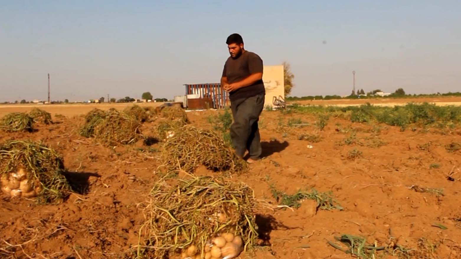 Cotkarên Amûdê ji berhema petatan zirarê dikin