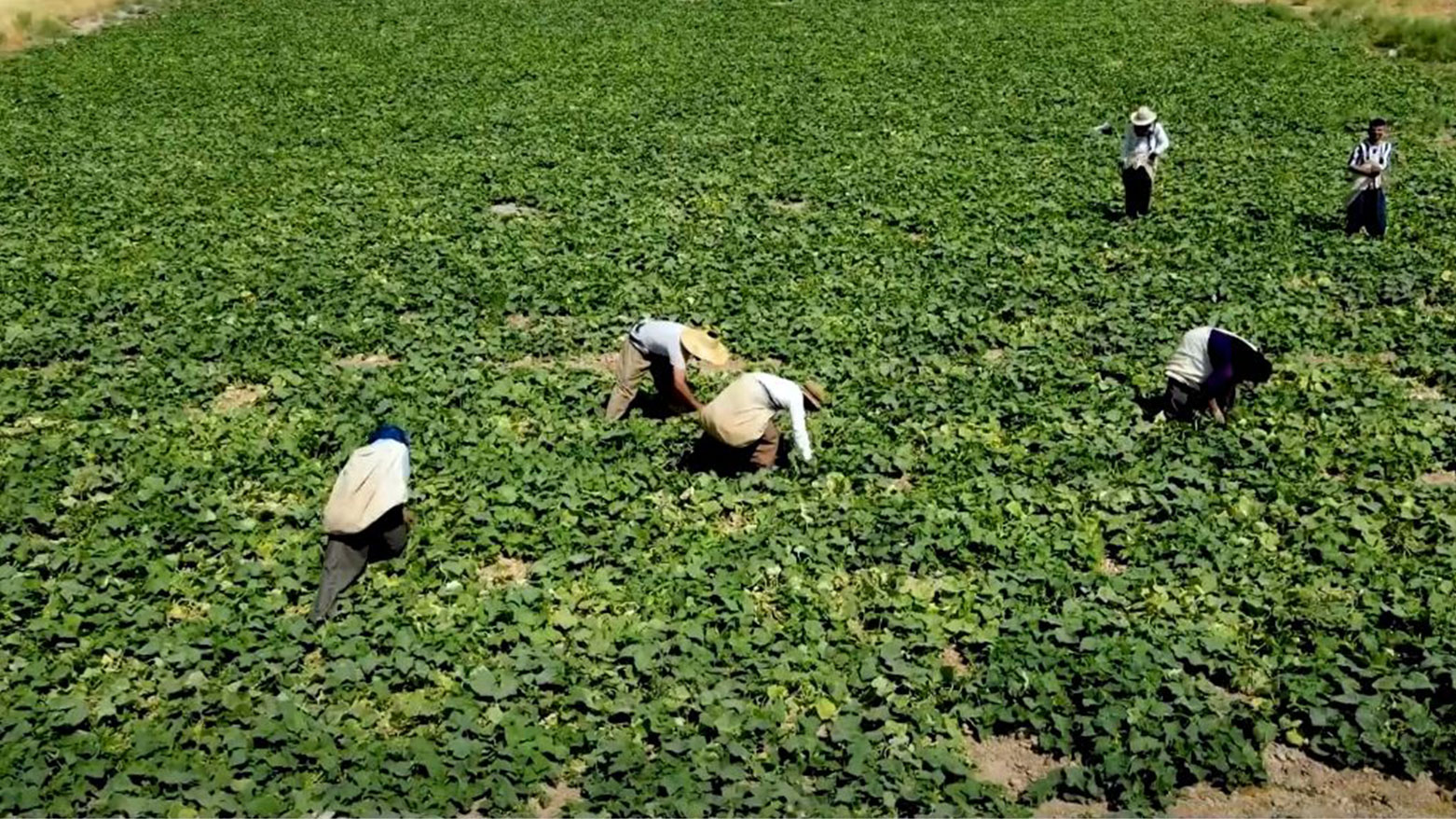 بەهۆی پێگەیشتنی بەرهەمی کشتوکاڵی ئیدارەی ڕاپەڕین سەدان هەلی کار بۆ کرێکاران ڕەخساوە
