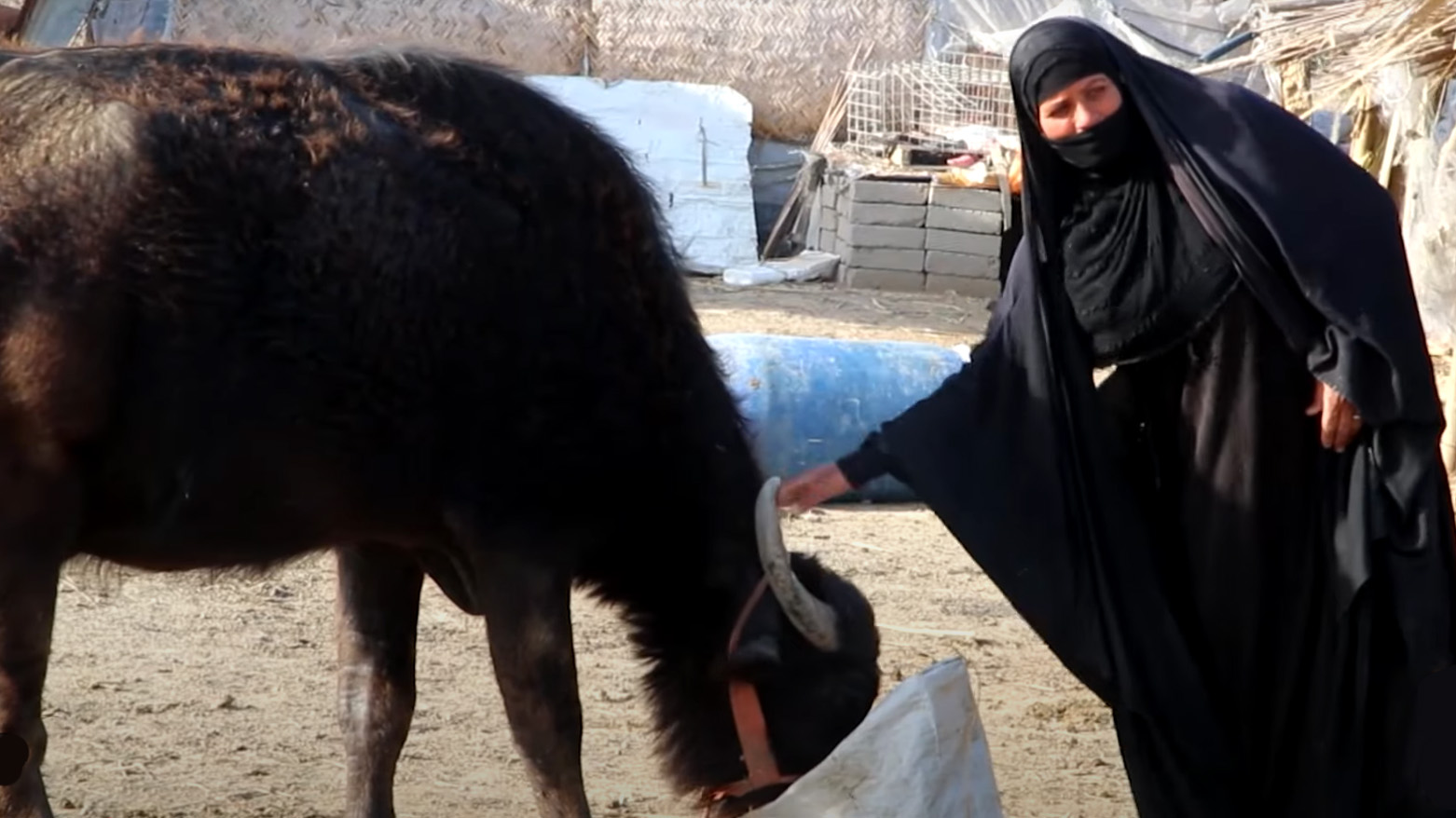 An old Iraqi woman feeding a cattle in Dhi Qar province. (Photo: Kurdistan24)