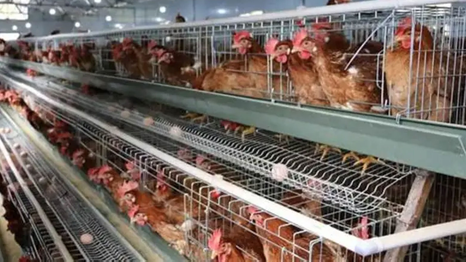 من الاكتفاء إلى التصدير.. إقليم كوردستان يسجل فائضاً في إنتاج الدواجن