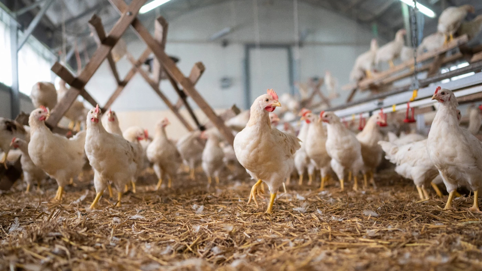 The photo shows a chicken farm. (AFP)