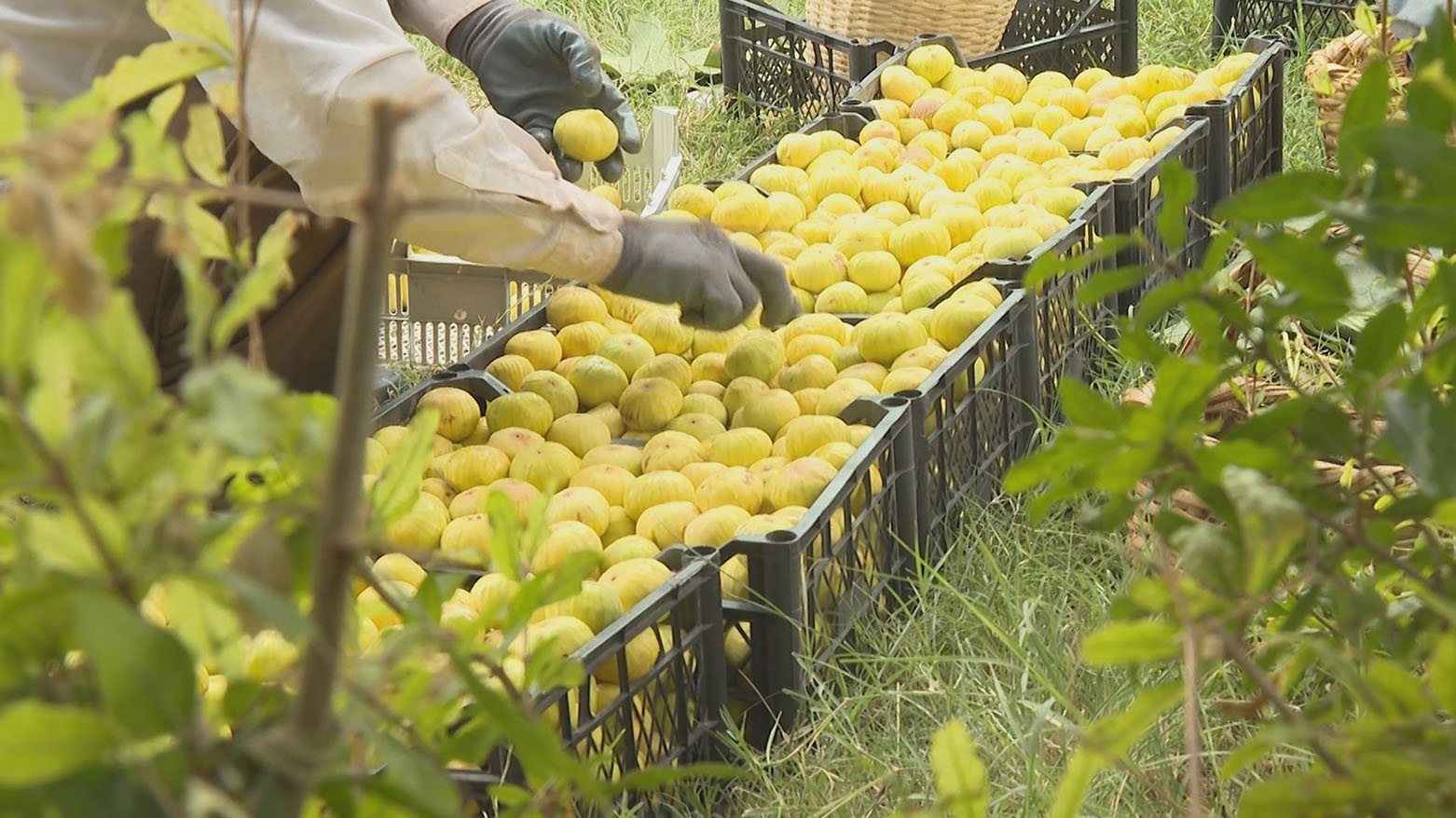 Cotkarên Akrê: Berhema îsal a  hejîran baş e û daxwazeke mezin li ser heye