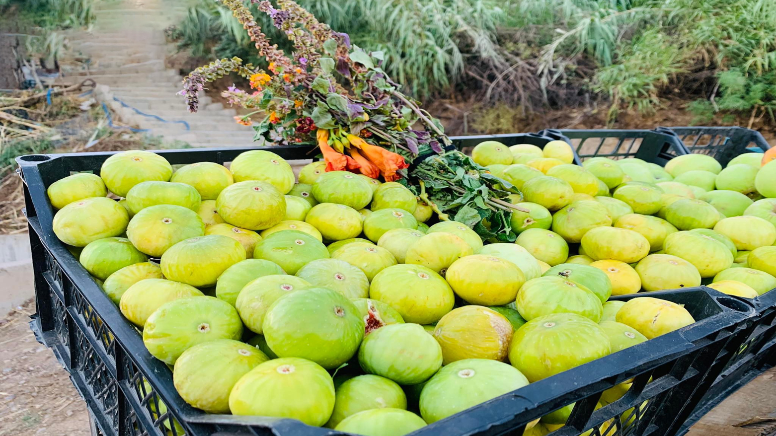 Crates filled with freshly harvested fig. (Photo: Kurdistan24)