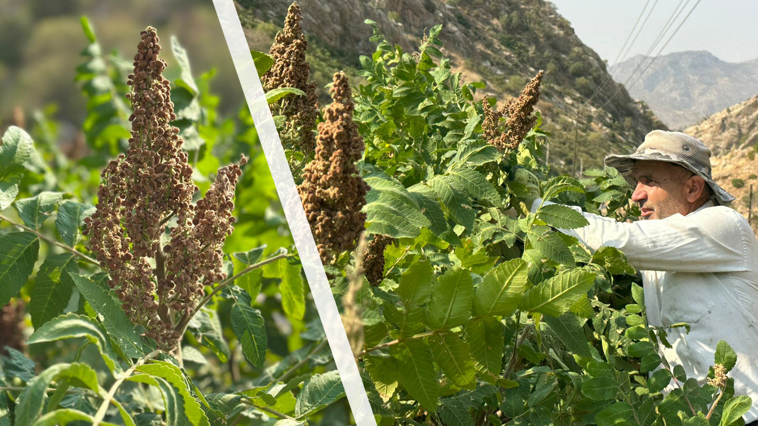 کاتی ڕنینەوەی سماقی ئاکرێیە