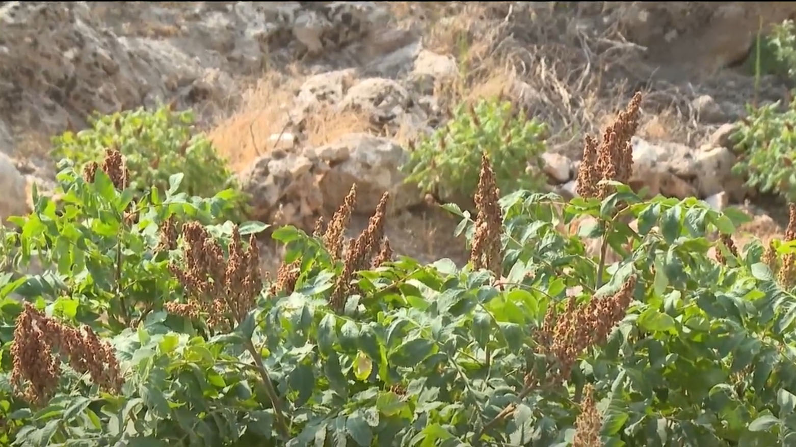 جووتیارانی ئاکرێ دەست بە ڕنینی سماق دەکەن