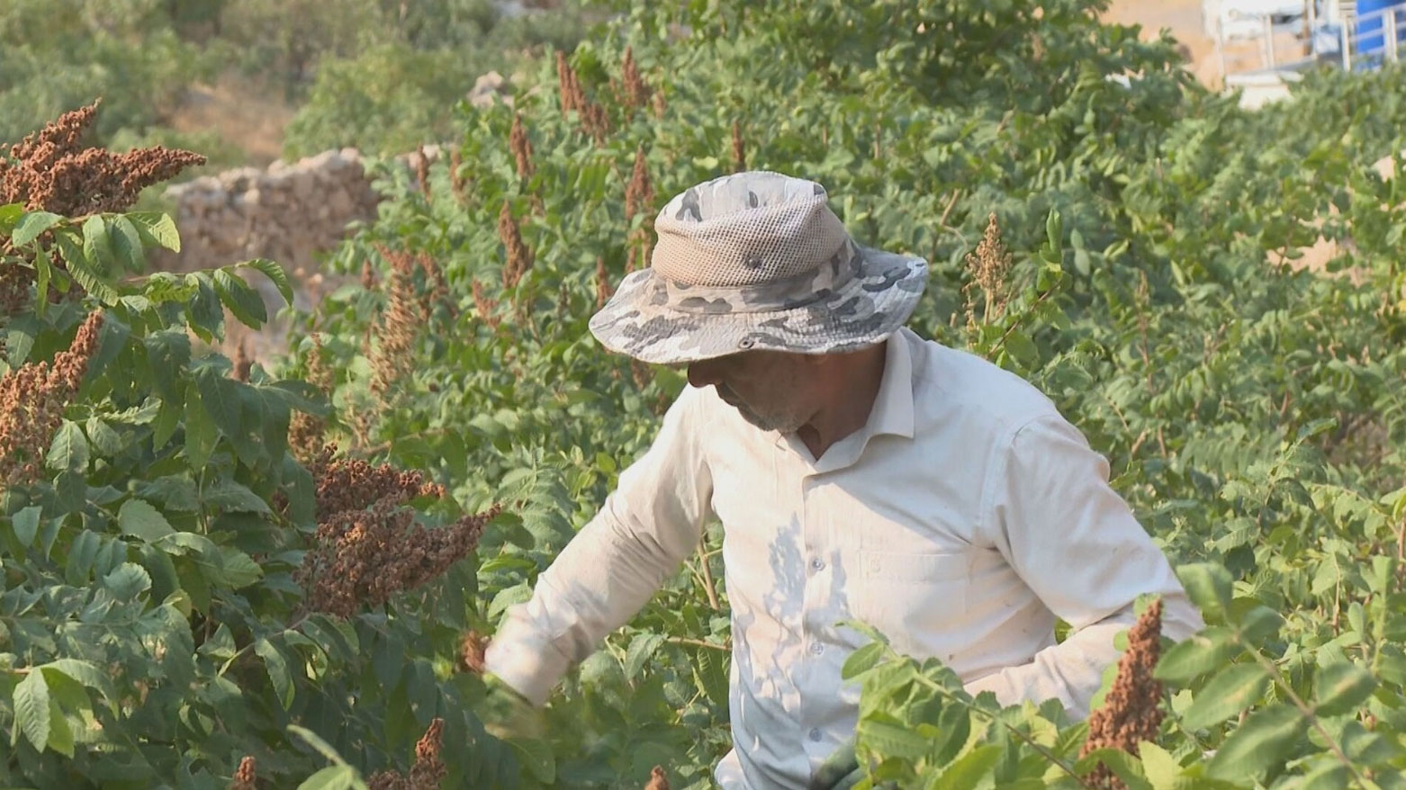 "الذهب الأحمر" من جبال ئاكرێ (عقرة): السماق يزدهر في قلوب المزارعين والأسواق