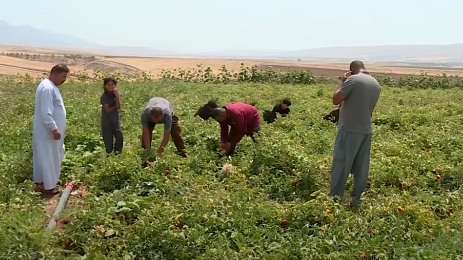 مزارعو دركار يصدّرون منتجاتهم إلى وسط وجنوب العراق وسط تحديات إدارية