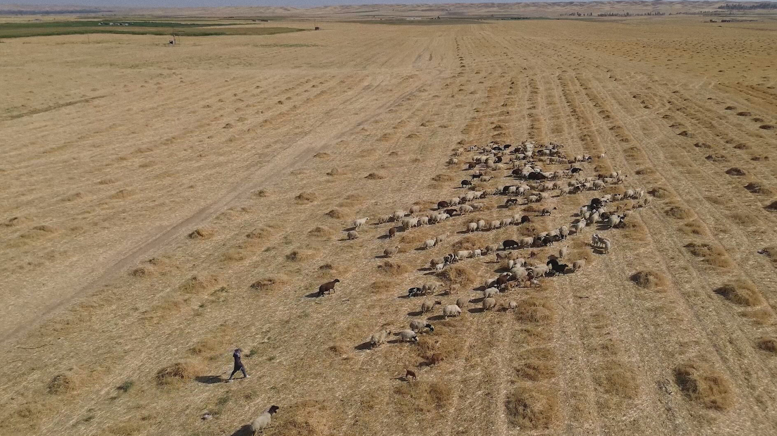 The photo shows an aerial view of farmland in Kirkuk. (Photo: Kurdistan24)