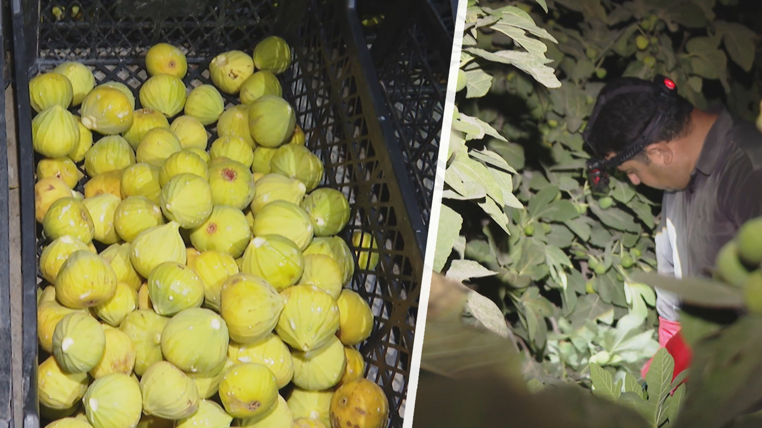 تەقتەق.. جووتیاران درەنگانی شەو هەنجیر دەڕننەوە