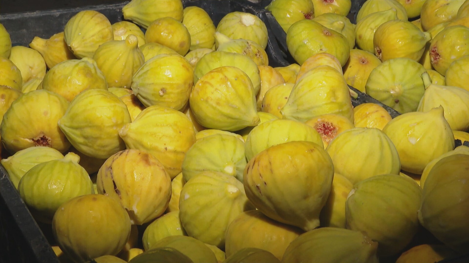 The photo shows a bountiful fig harvest in Taq Taq. (Photo: Kurdistan24)