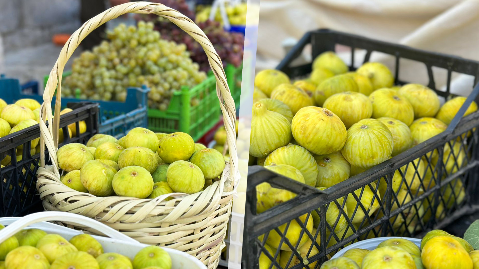 هەنجیری ئاکرێ بە قەبارە و تامە خۆشەکەی، سەرنجی گەشتیارانی ڕاکێشاوە