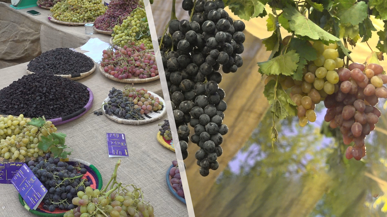Some of the grape harvest is seen in this photo. (Photo: Kurdistan24)