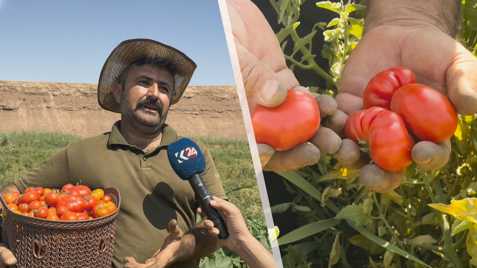 A Kurdish farmer speaks to Kurdistan24 while holding a bounty of freshly picked tomatoes. (Photo: Kurdistan24)