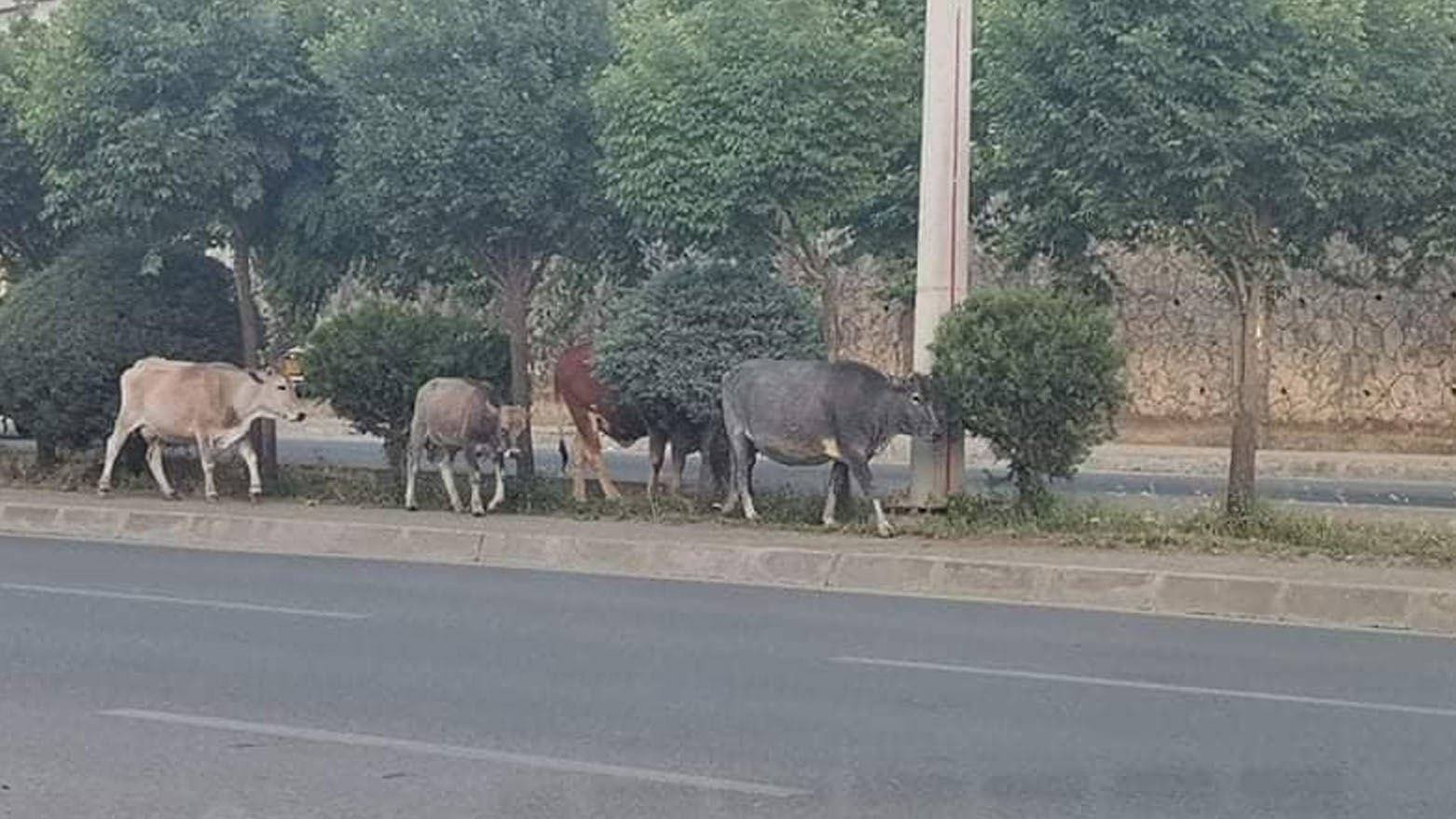 This picture shows a herd of cattle in Soran city center, Aug. 17, 2025. (Photo: Kurdistan24)