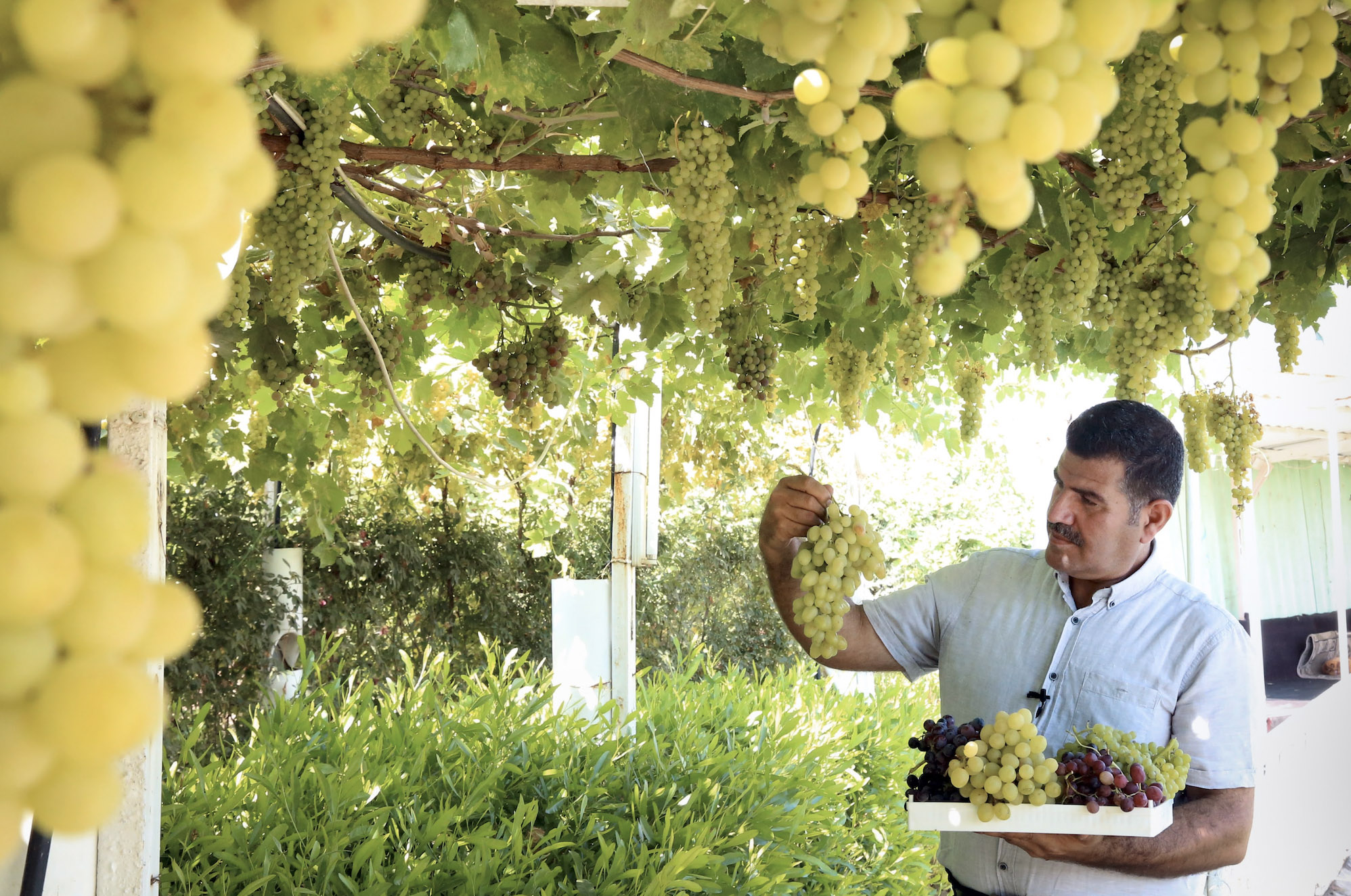 Forward-thinking farmer Hamid Ismail holds a freshly picked bunch of grapes at his farm in Kurdistan. (Photo: Kurdistan Chronicle)