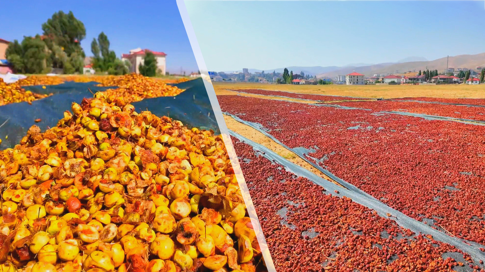 لە جۆلەمێرگ کاتی وشککردنەوەی سێوە؛ "وەک دەرمانە و خواستی زۆری لەسەرە"