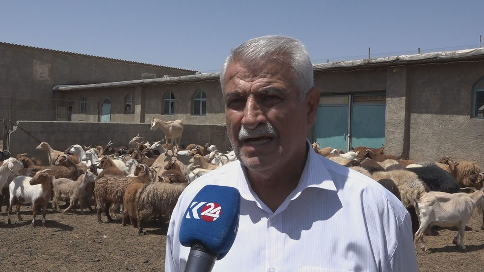 من حافة الانقراض.. ماعز "المارخوز" الكوردستاني النادر يعود للحياة بجهود محلية