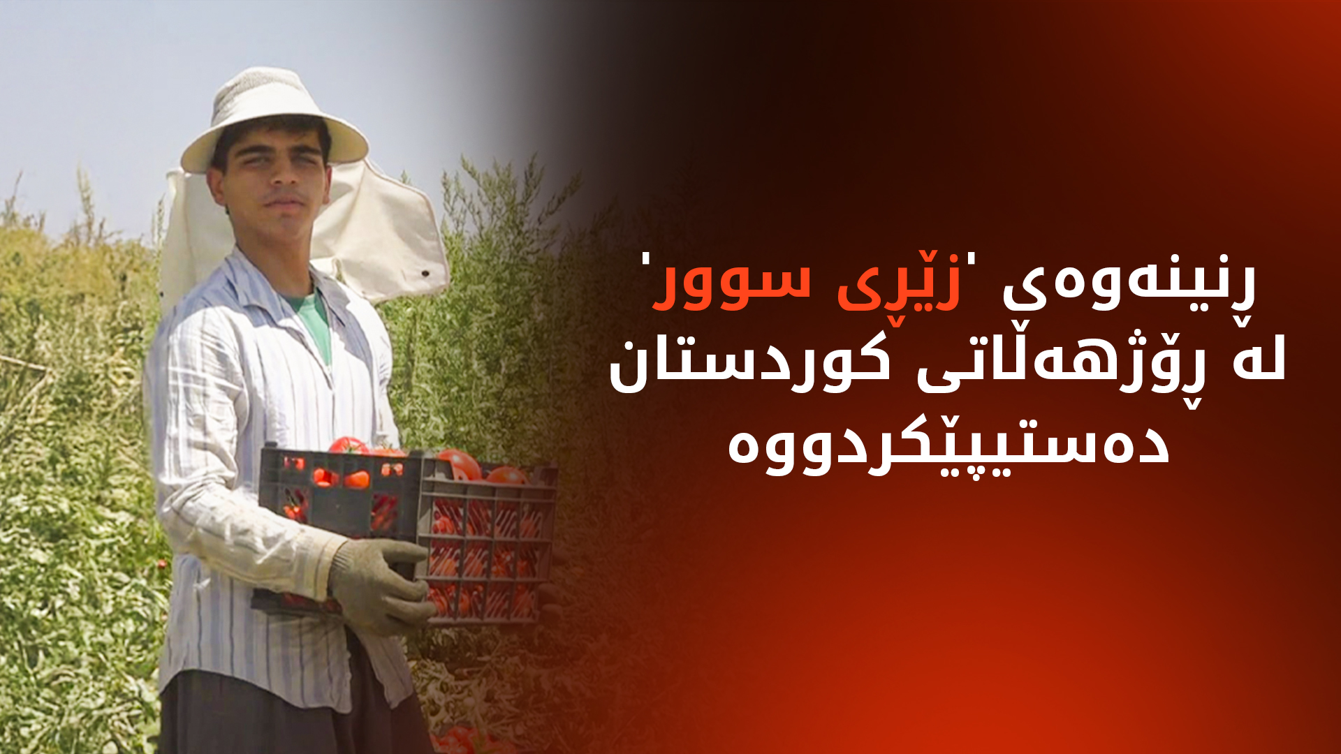 وەرزی ڕنینەوەی تەماتەیە لە ڕۆژهەڵاتی کوردستان؛ هەلی کاری بۆ 30 هەزار کەس ڕەخساندووە