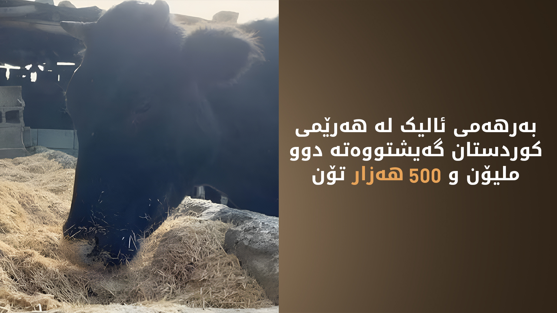 هەرێمی کوردستان ساڵانە دوو ملیۆن و 500 هەزار تۆن ئالیک بەرهەم دەهێنێت