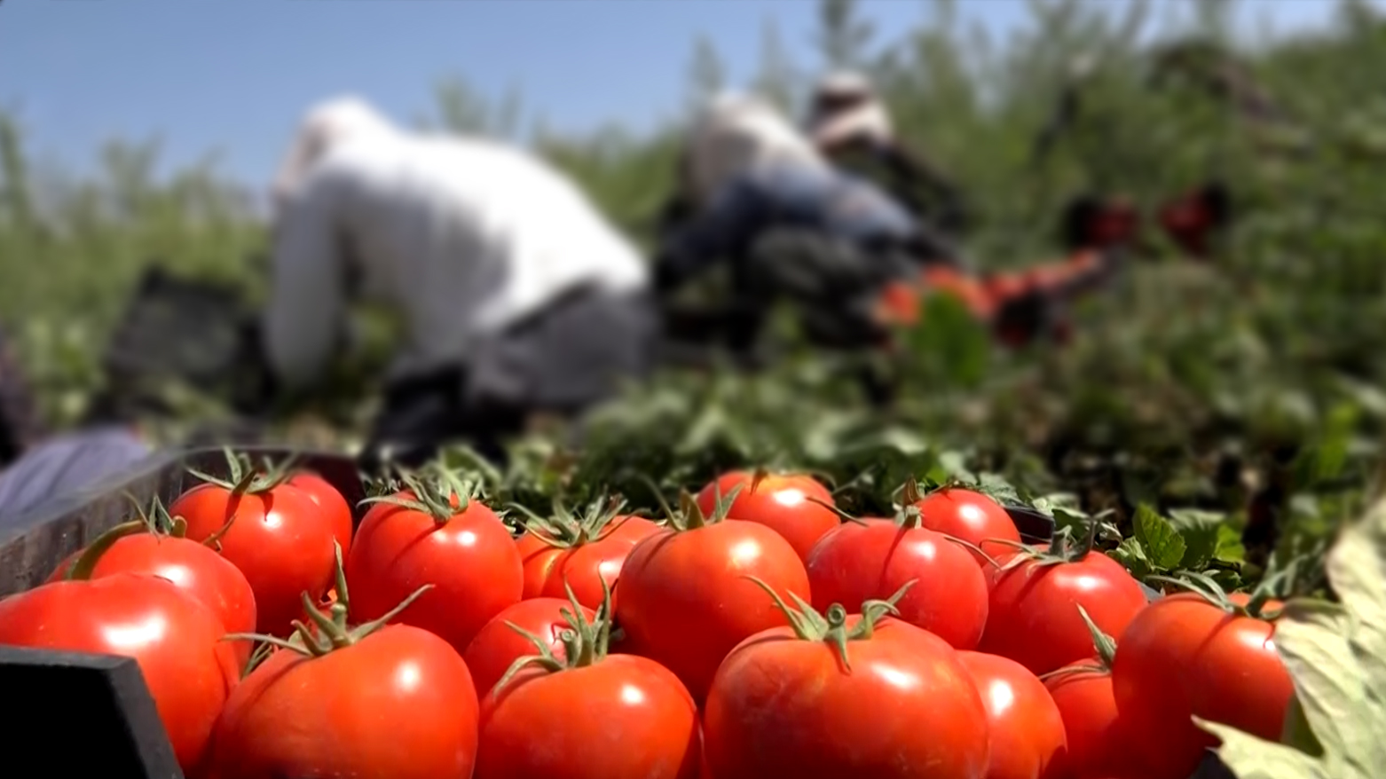 Tomato crop from Kamyaran city in Sine province, Iran. (Photo: Kurdistan24)