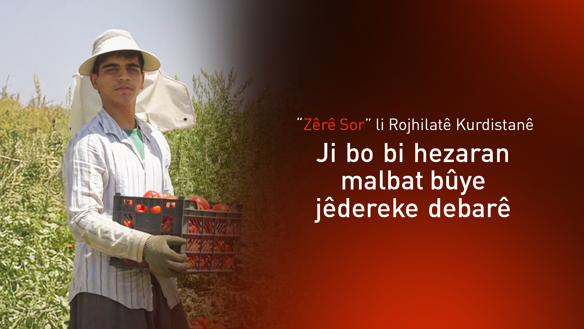 Li Kamyaranê demsala çinîna bacanên sor e: Derfeta kar ji bo 30 hezar kesî vebûye