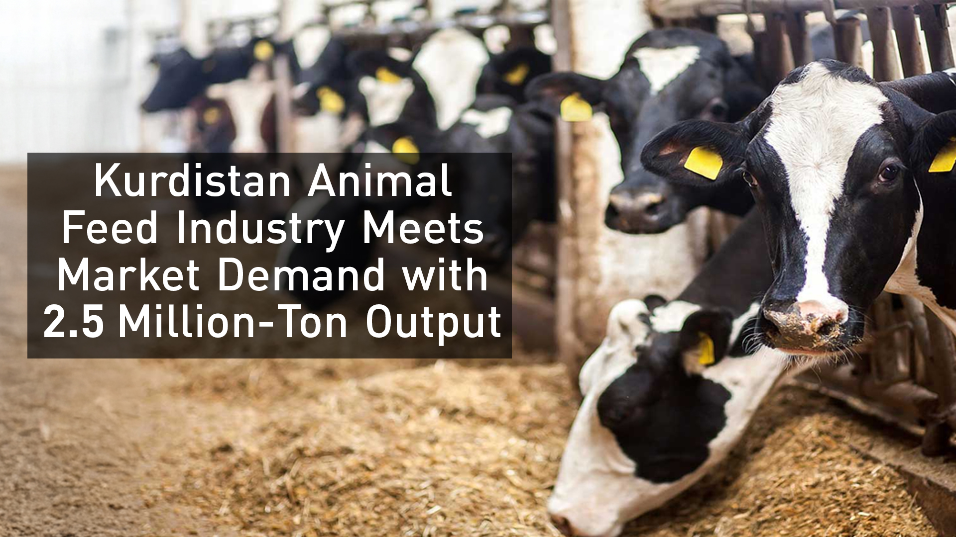 Cattle are fed with locally produced animal feed in the Kurdistan Region, where factories generate an estimated 2.5 million tons annually. (Photo: Darvan.co)