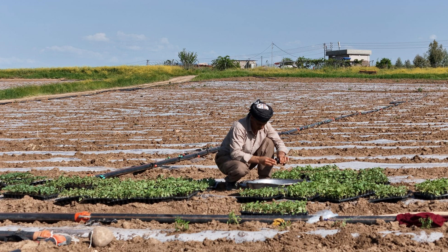 جووتیارێکی بەردەڕەش لە نێو کێڵگەیەکدا