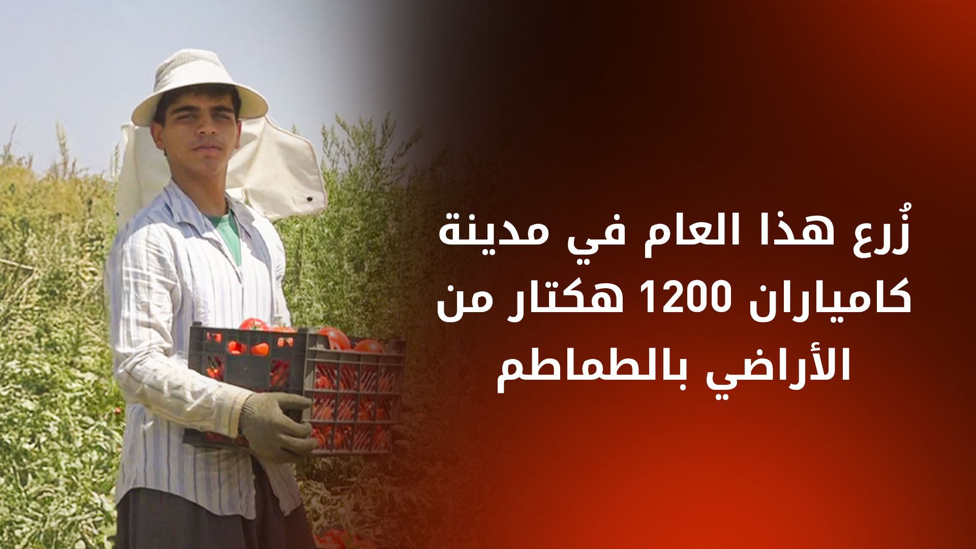 موسم جني الطماطم في شرق كوردستان يوفّر 30 ألف فرصة عمل