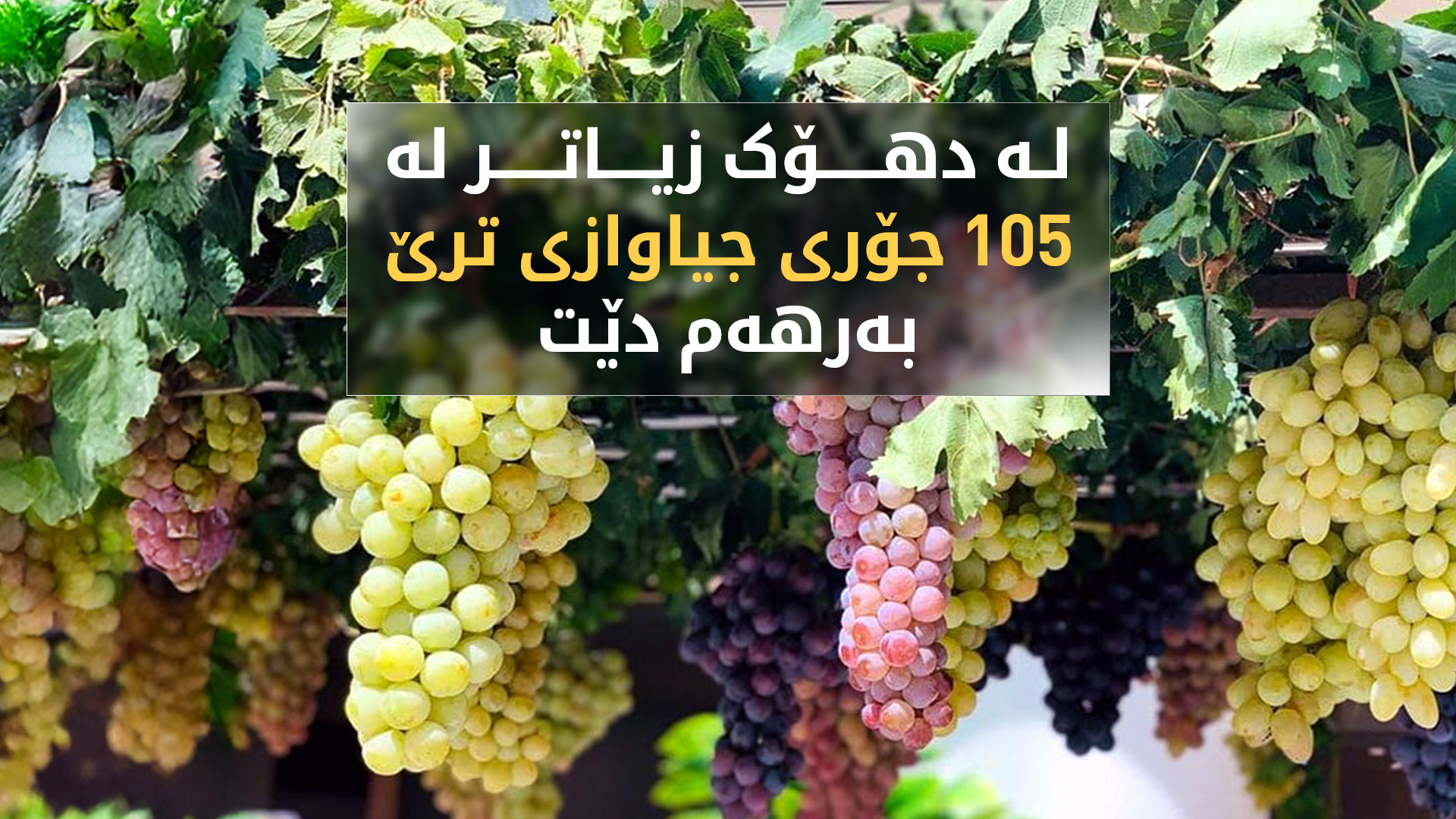 کشتوکاڵی دهۆک: ئەمساڵ چاوەڕێی بەرهەمهێنانی 60 هەزار تۆن ترێ دەکەین