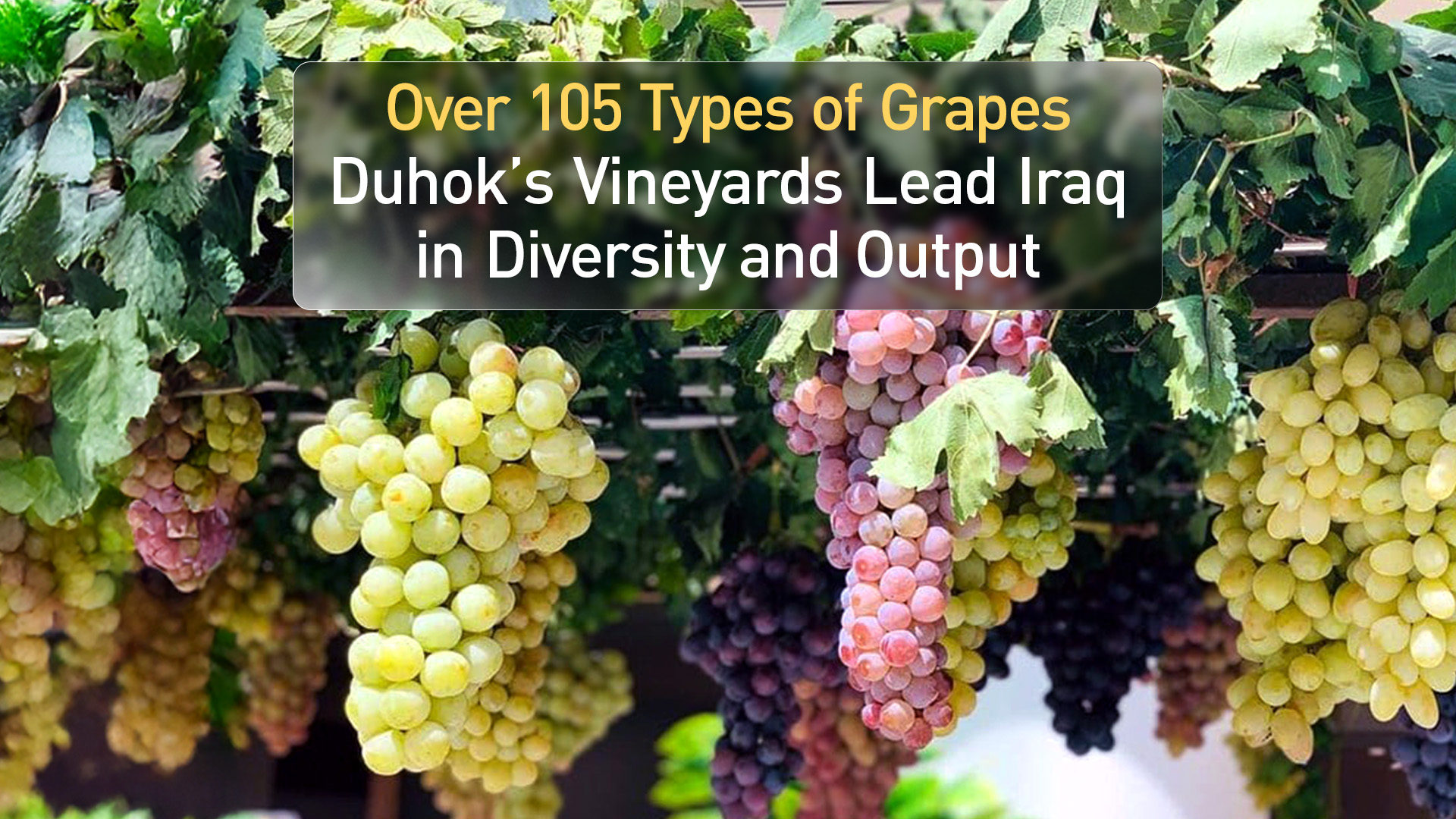 The photo shows the varieties of grapes produced in Duhok. (Photo: Kurdistan24)